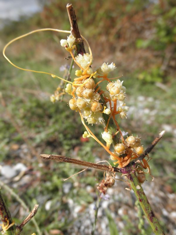 Cuscuta cesattiana / Cuscuta di Cesati